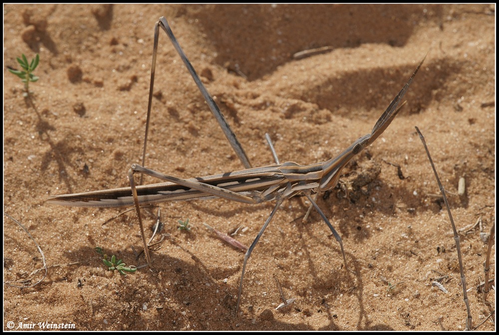 Orthoptera   d''Israele  - Acridinae for ID